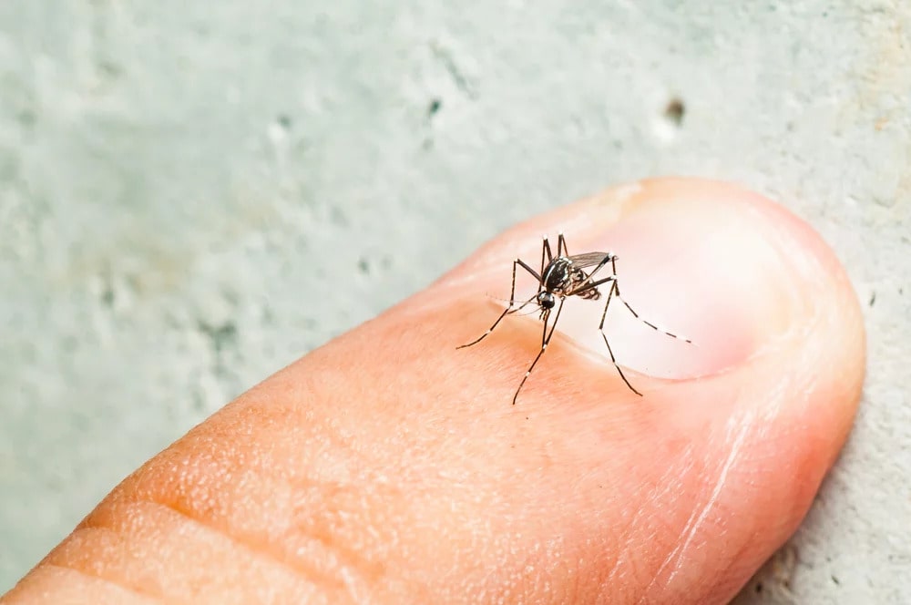 Dia Nacional de Combate ao Aedes aegypti