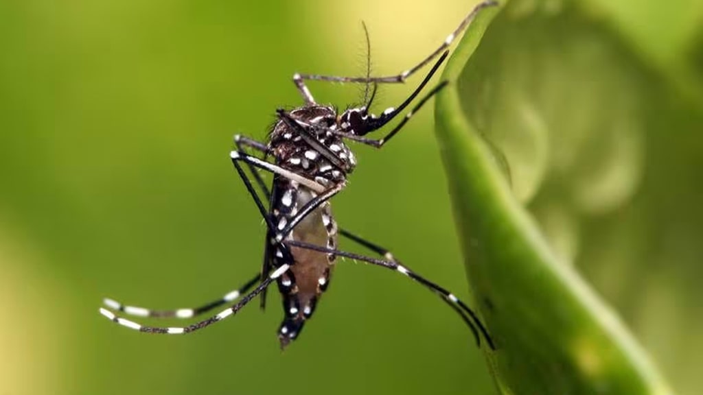Tipo 3 da dengue